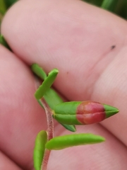 Exobasidium rostrupii