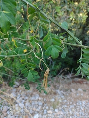 Hippocrepis emerus emeroides