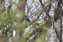 Icterus pustulatus graysonii