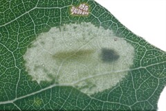 Phyllonorycter sagitella