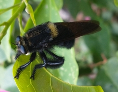 Mallophora leschenaulti