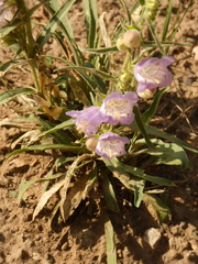 Penstemon jamesii