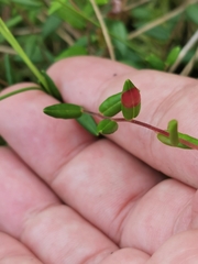 Exobasidium rostrupii