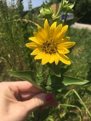 Silphium integrifolium laeve