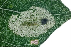 Phyllonorycter sagitella