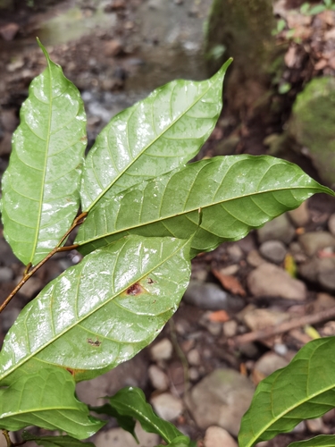 Clarisia biflora, photograph 2