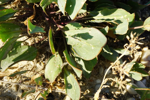 Image of Lepidium cartilagineum by (c) Patrick Hacker, some rights reserved (CC BY)