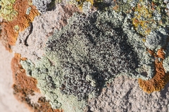 Lecanora argopholis