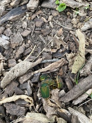 Cotinis nitida