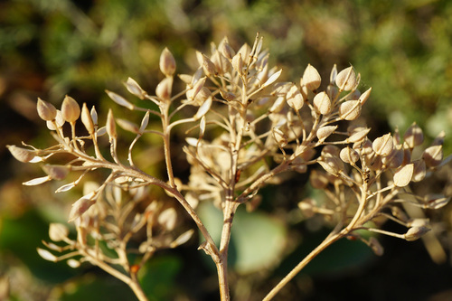 Image of Lepidium cartilagineum by (c) Patrick Hacker, some rights reserved (CC BY)