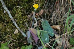 Hieracium glaucinum