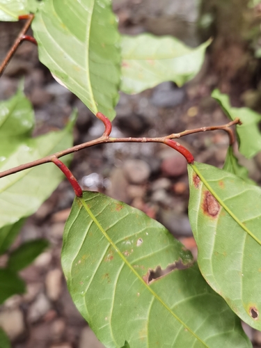 Clarisia biflora, photograph 3