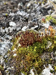 Tetraplodon mnioides