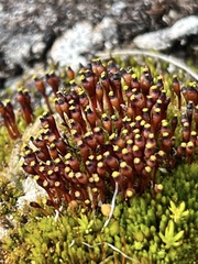 Tetraplodon mnioides