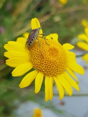 Dolycoris baccarum