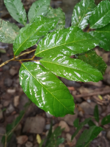 Clarisia biflora, photograph 4