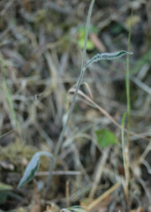 Hieracium glaucinum