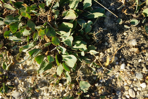 Image of Lepidium cartilagineum by (c) Patrick Hacker, some rights reserved (CC BY)