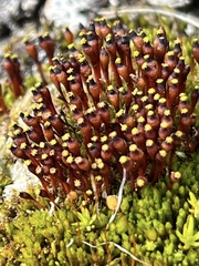 Tetraplodon mnioides