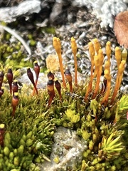 Tetraplodon mnioides