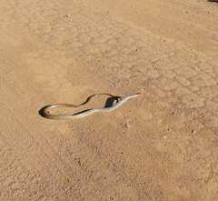 Chironius quadricarinatus