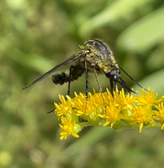 Lepidophora