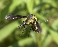 Lepidophora