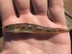 Lepidogobius lepidus