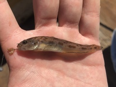 Lepidogobius lepidus