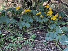 Apodanthera undulata