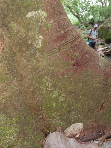 Clarisia biflora, photograph 6