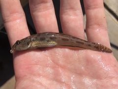 Lepidogobius lepidus