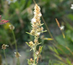 Gamochaeta antillana