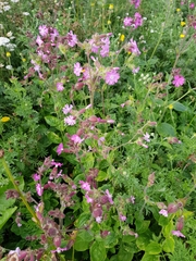 Silene dioica