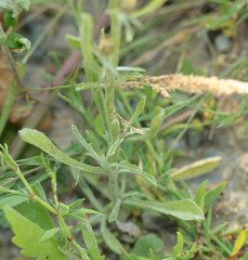 Gamochaeta antillana