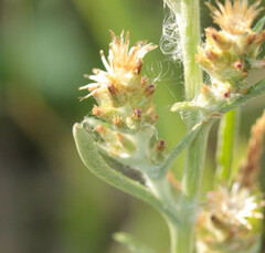 Gamochaeta antillana