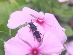 Platydracus incognitus