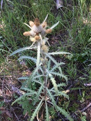 Cirsium hookerianum