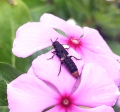Platydracus incognitus