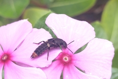 Platydracus incognitus