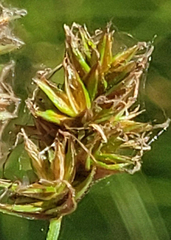 Carex hoodii