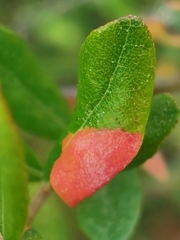 Exobasidium cassandrae