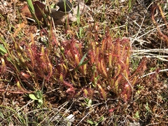 Drosera linearis