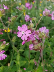 Silene dioica