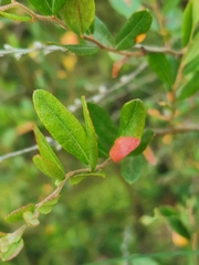Exobasidium cassandrae