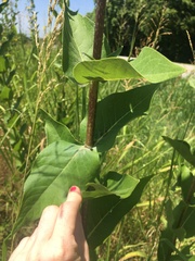 Silphium integrifolium laeve