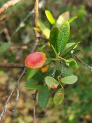 Exobasidium cassandrae