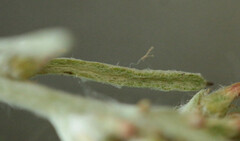 Gamochaeta antillana