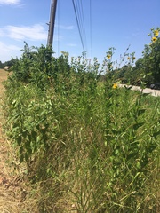 Silphium integrifolium laeve