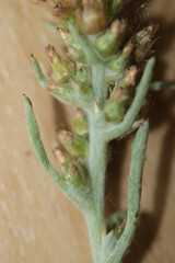 Gamochaeta antillana